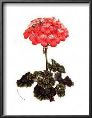 Pink Geranium by Francois Van Houtte Pricing Limited Edition Print image