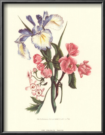 Blue Iris by Mary Lawrence Pricing Limited Edition Print image