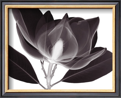Magnolia by Steven N. Meyers Pricing Limited Edition Print image