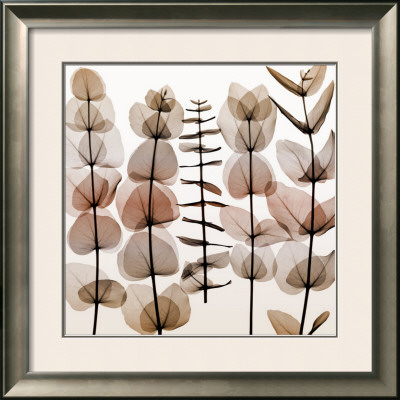 Eucalypti Ii by Steven Meyers Pricing Limited Edition Print image