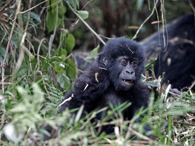 A Juvenile Gorilla In Its Habitat by Beverly Joubert Pricing Limited Edition Print image