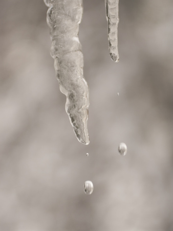 Magnification Of Icicles Dripping Water In Yosemite Valley by Phil Schermeister Pricing Limited Edition Print image