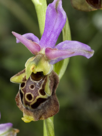 Ophrys Fuciflora, Or Ophrys Scolopax, Both Are Species Of Bee Orchid by Stephen Sharnoff Pricing Limited Edition Print image