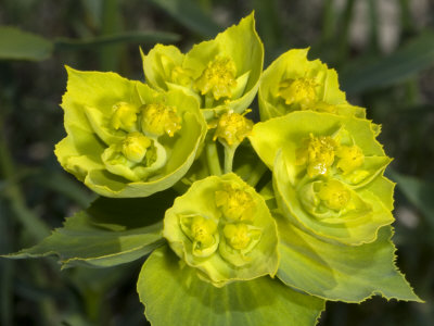 Flowers Of Euphorbia Serrata, L'euphorbe Dente, Or Spurge by Stephen Sharnoff Pricing Limited Edition Print image