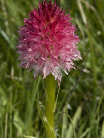 Allium Sphaerocephalon, A Type Of Wild Onion by Stephen Sharnoff Pricing Limited Edition Print image