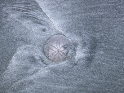 Sand Dollar On A Beach, With Patterns Of Gray Sand Around It by Stephen Sharnoff Pricing Limited Edition Print image