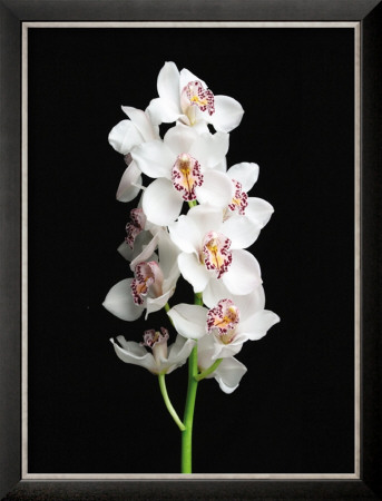 White Orchid by Sophia Katano Pricing Limited Edition Print image