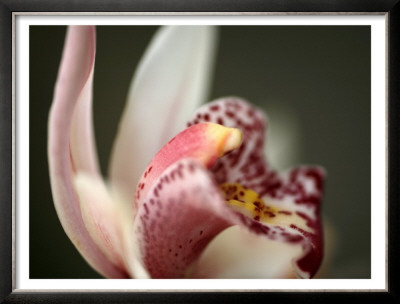 Orchid Portrait Ii by Nicole Katano Pricing Limited Edition Print image