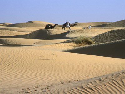 Berber Man Leads 2 Loaded Camels Through Sahara Desert Dunes by Stephen Sharnoff Pricing Limited Edition Print image