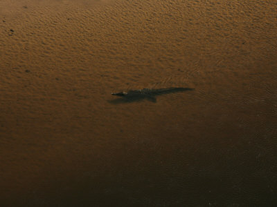 Aerial View Of A Crocodile (Crocodylus) by Beverly Joubert Pricing Limited Edition Print image