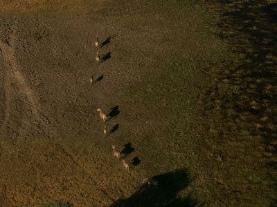 Aerial View Of Zebra (Equus Burchelli) by Beverly Joubert Pricing Limited Edition Print image