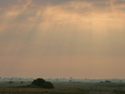 African Elephants, Loxodonta Africana, On A Plain And Sunlight Beams by Beverly Joubert Pricing Limited Edition Print image