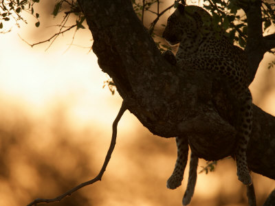 Silhouetted Leopard, Panthera Pardus, Resting In A Treetop Perch by Beverly Joubert Pricing Limited Edition Print image