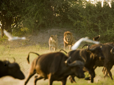 Lion (Pathera Leo)And African Buffalo (Syncerus Caffer) by Beverly Joubert Pricing Limited Edition Print image