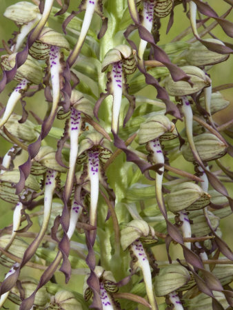 Flowers Of Himantoglossum Hircinum, L'orchis Bouc, The Lizard Orchid by Stephen Sharnoff Pricing Limited Edition Print image