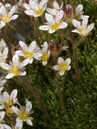 Small Flowers Of Saxifraga Moschata, Or Musky Saxifrage by Stephen Sharnoff Pricing Limited Edition Print image