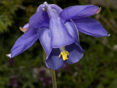 Purple Species Of Aquilegia, Or Wild Columbine by Stephen Sharnoff Pricing Limited Edition Print image