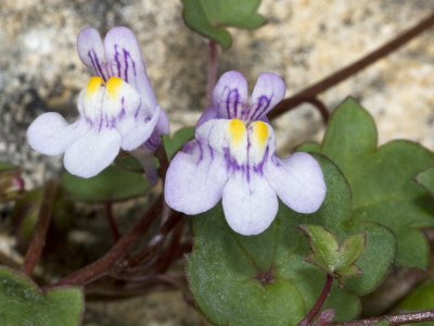 Cymbalaria Muralis, La Cymbalaire, Or Ivy-Leaved Toadflax, Kenilworth Ivy by Stephen Sharnoff Pricing Limited Edition Print image