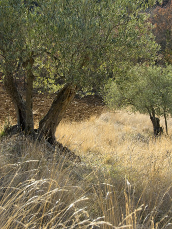 Old Olive Trees In An Orchard In Provence With Foreground Grass by Stephen Sharnoff Pricing Limited Edition Print image