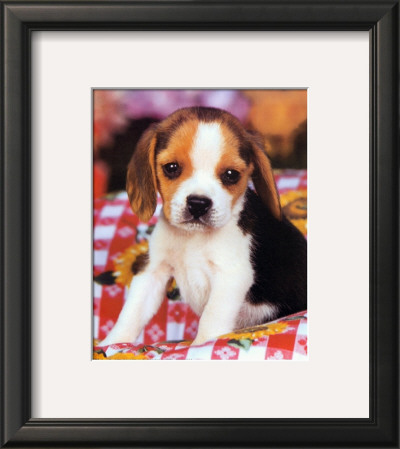 Beagle Pup by Ron Kimball Pricing Limited Edition Print image