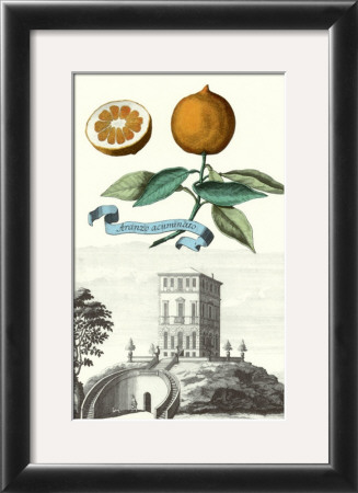 Aranzo by Johann Christof Volckamer Pricing Limited Edition Print image