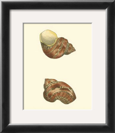 Variegated Turbo Shells by George Shaw Pricing Limited Edition Print image