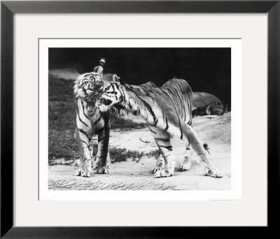 Tiger Love by H. Armstrong Roberts Pricing Limited Edition Print image
