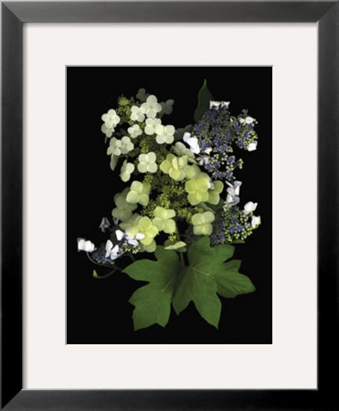 Hydrangea by Susan Barmon Pricing Limited Edition Print image