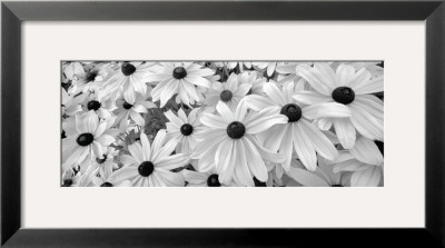 Black Eyed Susans by Dennis Frates Pricing Limited Edition Print image