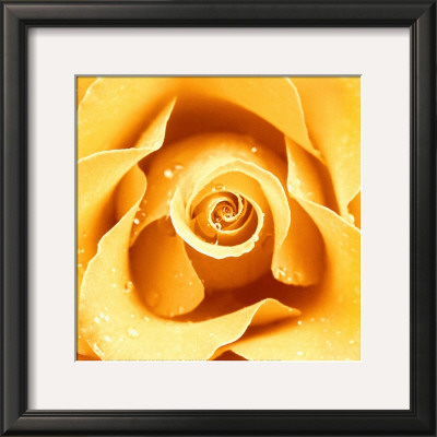 Yellow Rose by Cassandra Power Pricing Limited Edition Print image