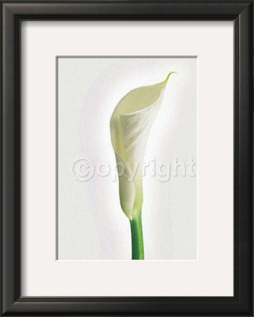 Calla by Ziggy Crämer Pricing Limited Edition Print image