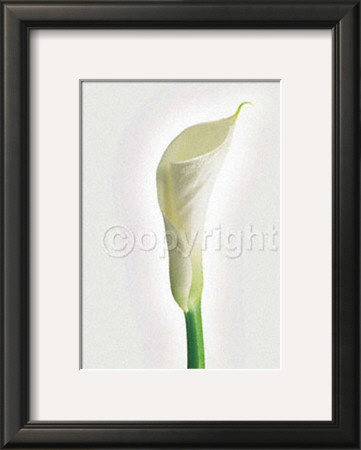 Calla by Ziggy Cramer Pricing Limited Edition Print image