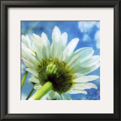 Daisies I by Ingrid Blixt Pricing Limited Edition Print image