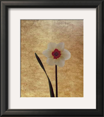 White Daffodil by Helen Buttfield Pricing Limited Edition Print image