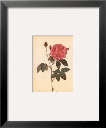 Rosa Gallica Officialis by Pierre-Joseph Redouté Pricing Limited Edition Print image