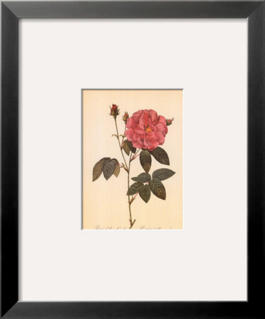 Rosa Gallica Officialis by Pierre-Joseph Redoute Pricing Limited Edition Print image