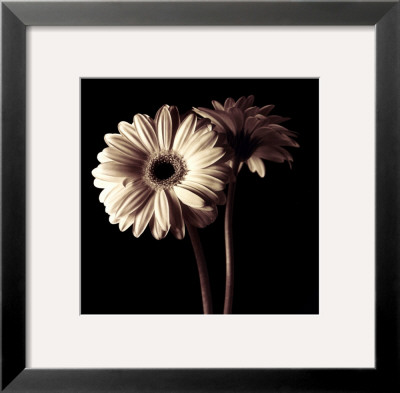 Gerber Daisies I by Michael Harrison Pricing Limited Edition Print image