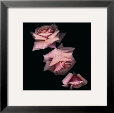 Floral Illusion I by Diane Lucas Pricing Limited Edition Print image