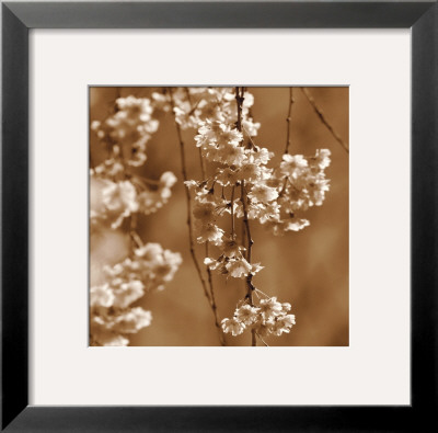 Cherry Blossom by Ann Dahlgren Pricing Limited Edition Print image