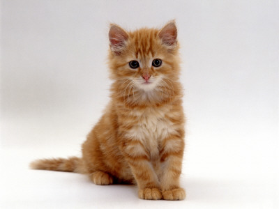 Domestic Cat, 8-Weeks, Fluffy Ginger Male Kitten by Jane Burton Pricing Limited Edition Print image