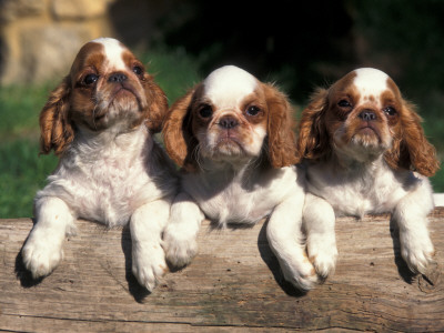 Three King Charles Cavalier Spaniel Puppies On Log by Adriano Bacchella Pricing Limited Edition Print image
