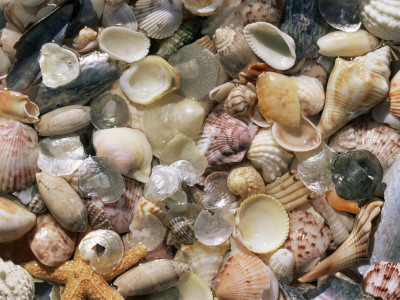 Sea Shells On The Sea Shore, Florida, Usa by Lynn M. Stone Pricing Limited Edition Print image