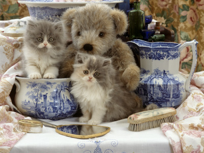 9-Week, Blue Bicolour Persian Kitten, Brindle Teddy Bear And Victorian Staffordshire Wash-Stand Set by Jane Burton Pricing Limited Edition Print image