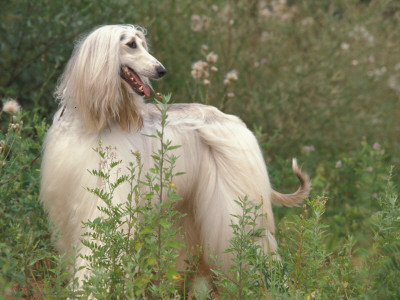 Afghan Hound Looking Back by Adriano Bacchella Pricing Limited Edition Print image