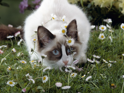 Domestic Cat, Seal Bicolour Ragdoll Kitten Decked In Daisy Chain by Jane Burton Pricing Limited Edition Print image