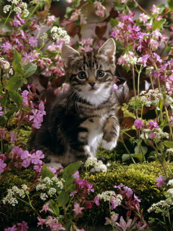 Domestic Cat, 8-Week, Tabby Among Red Campion And Hedge Parsley by Jane Burton Pricing Limited Edition Print image