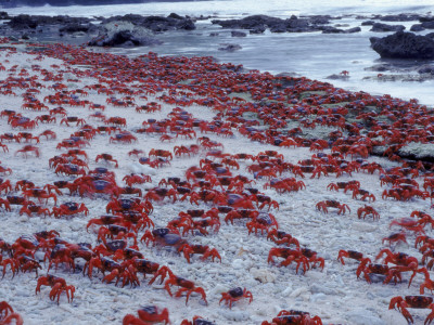 Masses Of Christmas Island Red Crabs Spawning On The Beach by Jurgen Freund Pricing Limited Edition Print image