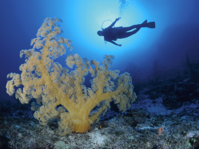 Diver And Soft Coral, Great Barrier Reef, Queensland, Australia by Jurgen Freund Pricing Limited Edition Print image