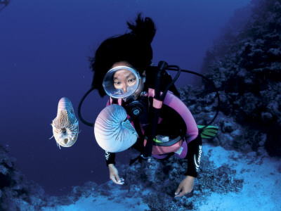 Diver With Pair Of Pearly Nautilus, Great Barrier Reef, Queensland, Australia by Jurgen Freund Pricing Limited Edition Print image