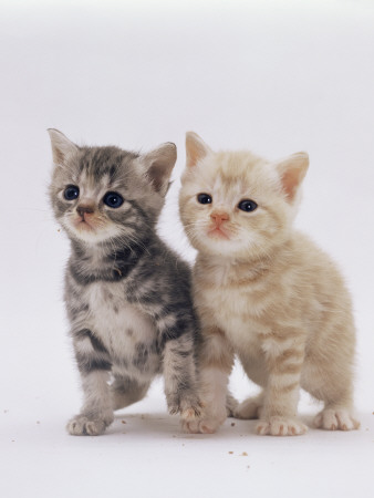 Domestic Cat (Felis Catus) Pair Of 4-Week-Old Kittens by Jane Burton Pricing Limited Edition Print image